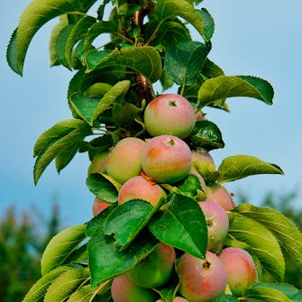 Søjleæbletræ Æbletræer sorter: Søjleæbletræ